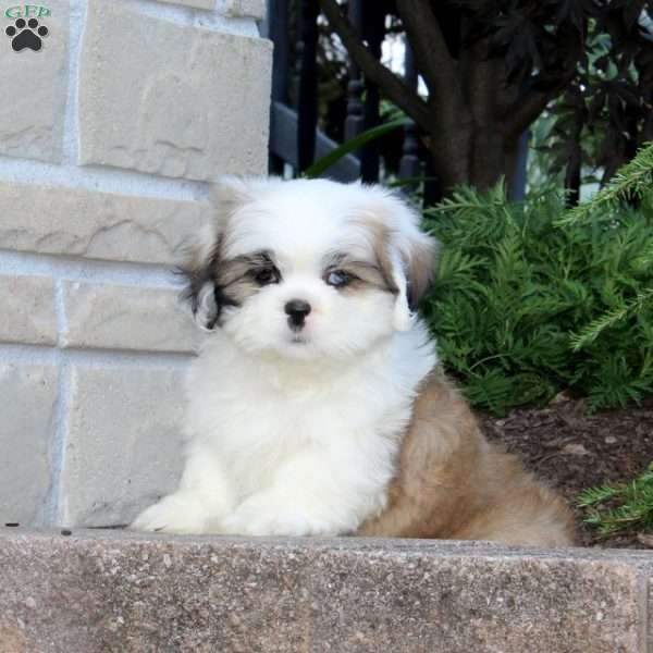 Honey Bee, Lhasa Apso Mix Puppy